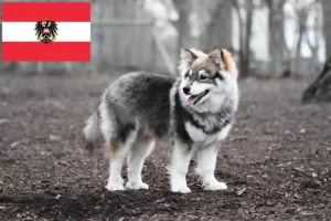 Lire la suite à propos de l’article Éleveurs de chiens lapins finlandais et chiots en Autriche