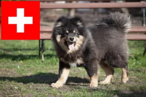 Lire la suite à propos de l’article Éleveurs de chiens lapins finlandais et chiots en Suisse