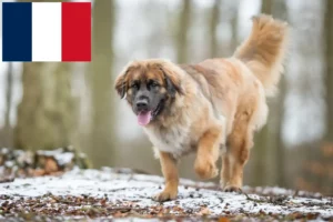 Lire la suite à propos de l’article Eleveurs de Leonberger et chiots en France