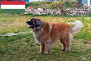 Lire la suite à propos de l’article Eleveurs de Leonberger et chiots en Hongrie