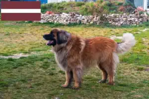 Lire la suite à propos de l’article Eleveurs de Leonberger et chiots en Lettonie