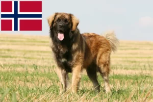 Lire la suite à propos de l’article Eleveurs de Leonberger et chiots en Norvège