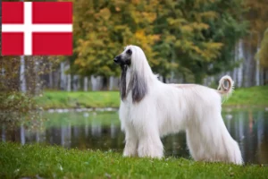 Lire la suite à propos de l’article Éleveurs de lévriers afghans et chiots au Danemark