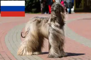 Lire la suite à propos de l’article Éleveurs de lévriers afghans et chiots en Russie