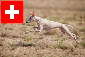 Lire la suite à propos de l’article Éleveurs de lévriers italiens et chiots en Suisse