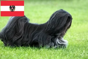 Lire la suite à propos de l’article Lhasa Apso éleveurs et chiots en Autriche