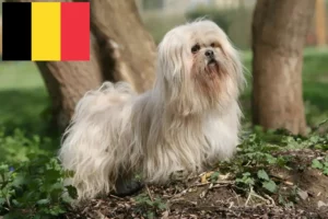 Lire la suite à propos de l’article Éleveurs de Lhassa Apso et chiots en Belgique