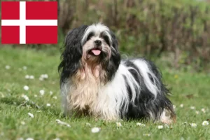 Lire la suite à propos de l’article Lhasa Apso éleveurs et chiots au Danemark