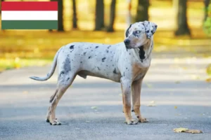 Lire la suite à propos de l’article Louisiana Catahoula Leopard Dog éleveurs et chiots en Hongrie