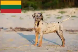 Lire la suite à propos de l’article Louisiana Catahoula Leopard Dog éleveurs et chiots en Lituanie