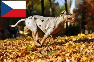 Lire la suite à propos de l’article Louisiana Catahoula Leopard Dog éleveurs et chiots en République tchèque