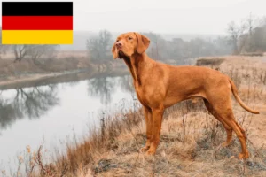 Lire la suite à propos de l’article Éleveurs de Magyar Vizsla et chiots en Allemagne