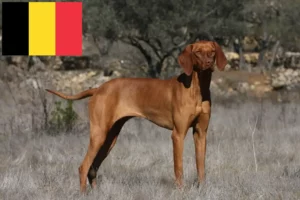 Lire la suite à propos de l’article Éleveurs de Magyar Vizsla et chiots en Belgique