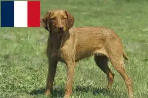 Lire la suite à propos de l’article Éleveurs de Magyar Vizsla et chiots en France