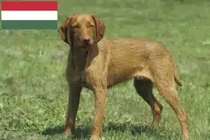 Lire la suite à propos de l’article Magyar Vizsla éleveurs et chiots en Hongrie