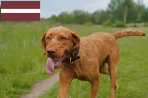 Lire la suite à propos de l’article Magyar Vizsla éleveurs et chiots en Lettonie