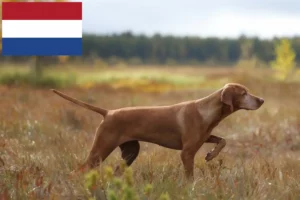 Lire la suite à propos de l’article Éleveurs de Magyar Vizsla et chiots aux Pays-Bas