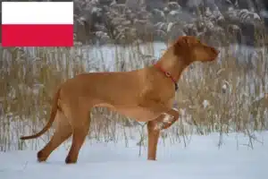 Lire la suite à propos de l’article Éleveurs de Magyar Vizsla et chiots en Pologne