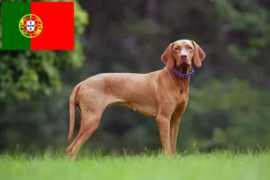 Lire la suite à propos de l’article Éleveurs de Magyar Vizsla et chiots au Portugal