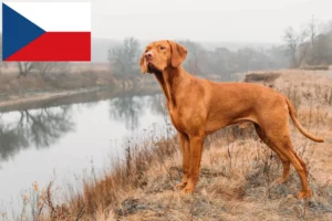 Lire la suite à propos de l’article Éleveurs de Magyar Vizsla et chiots en République tchèque