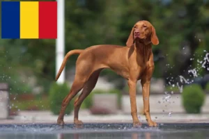 Lire la suite à propos de l’article Éleveurs de Magyar Vizsla et chiots en Roumanie