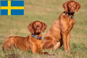 Lire la suite à propos de l’article Éleveurs de Magyar Vizsla et chiots en Suède