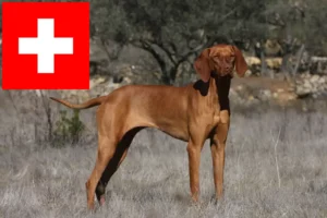 Lire la suite à propos de l’article Éleveurs de Magyar Vizsla et chiots en Suisse