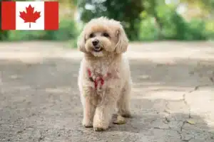 Lire la suite à propos de l’article Éleveurs de Maltipoo et chiots au Canada