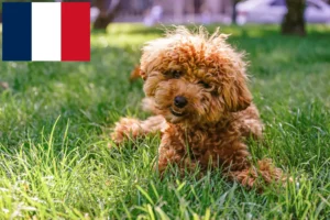 Lire la suite à propos de l’article Éleveurs de Maltipoo et chiots en France