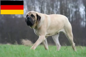 Lire la suite à propos de l’article Éleveurs de Mastiffs et chiots en Allemagne