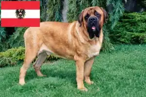 Lire la suite à propos de l’article Éleveurs de Mastiffs et chiots en Autriche