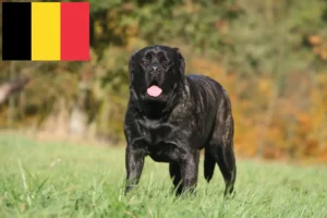 Lire la suite à propos de l’article Éleveurs de Mastiffs et chiots en Belgique