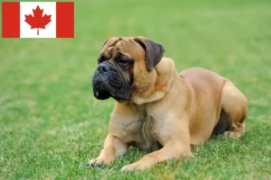 Lire la suite à propos de l’article Éleveurs de Mastiffs et chiots au Canada