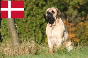 Lire la suite à propos de l’article Éleveurs de Mastiffs et chiots au Danemark