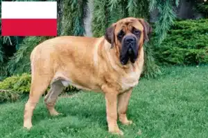 Lire la suite à propos de l’article Éleveurs de Mastiffs et chiots en Pologne