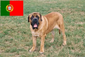 Lire la suite à propos de l’article Éleveurs de Mastiffs et chiots au Portugal