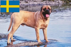 Lire la suite à propos de l’article Éleveurs de Mastiffs et chiots en Suède