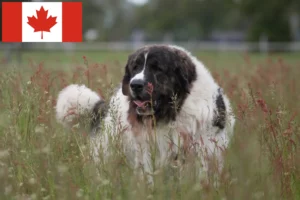 Lire la suite à propos de l’article Mastín del Pirineo Éleveurs et chiots au Canada