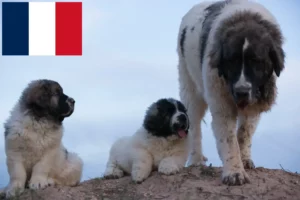 Lire la suite à propos de l’article Mastín del Pirineo Éleveurs et chiots en France