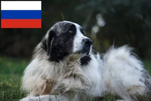 Lire la suite à propos de l’article Mastín del Pirineo Éleveurs et chiots en Russie