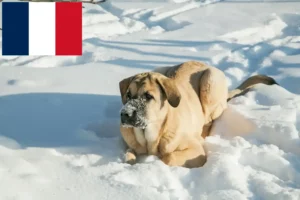 Lire la suite à propos de l’article Mastín Español Éleveurs et chiots en France