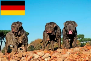 Lire la suite à propos de l’article Mastino Napoletano éleveurs et chiots en Allemagne