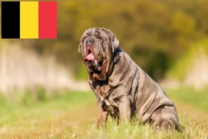 Lire la suite à propos de l’article Mastino Napoletano éleveurs et chiots en Belgique