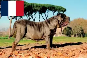 Lire la suite à propos de l’article Mastino Napoletano éleveurs et chiots en France