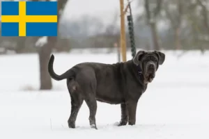 Lire la suite à propos de l’article Mastino Napoletano éleveurs et chiots en Suède