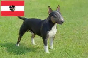 Lire la suite à propos de l’article Éleveurs de Miniature Bull Terrier et chiots en Autriche