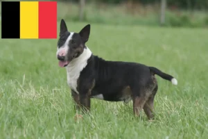 Lire la suite à propos de l’article Éleveurs de Miniature Bull Terrier et chiots en Belgique