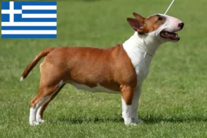 Lire la suite à propos de l’article Éleveurs de Miniature Bull Terrier et chiots en Grèce