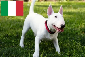 Lire la suite à propos de l’article Éleveurs de Miniature Bull Terrier et chiots en Italie