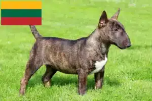 Lire la suite à propos de l’article Éleveurs de Miniature Bull Terrier et chiots en Lituanie